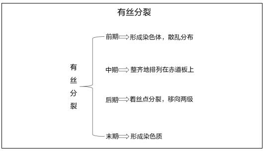 高中生物《有丝分裂》说课稿